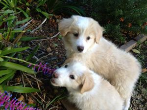 It's been a great couple of days since we arrived, we've settled in and we love exploring our big yard, so many new things to see and do!
Ginger: "Quietly follow me to the back corner Holly, don't let our humans see us, and help me figure out what this flower tastes like, does it remind you of blueberry?"
Holly: "This was your idea Ginger and I'm the one who got busted!"