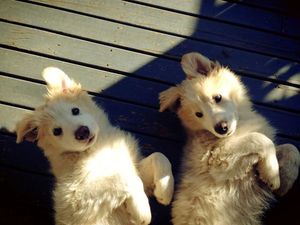 The back deck is where we spend a lot of time relaxing, it's a great place to catch some sun and receive pats from our humans.
Holly: "Ginger, must you copy my every move? I know we are sisters but this is ridiculous!"
Ginger: "Holly, I was going to say the same about you!"
