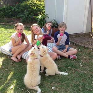It's Fathers Day and our human cousins are at our place to celebrate for the weekend; we have played and cuddled with them for hours.
Holly: "Ginger - you have a green tongue. Green's not a good colour for red heads!"
Ginger: " I know Holly, they say that red and green should never should be seen without a colour in between, but this ice block is delicious and I don't care. By the way, you have a green tongue too, Holly..."