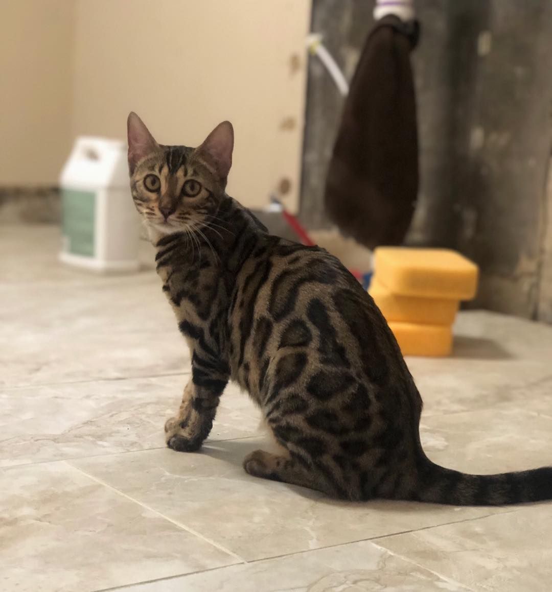 MittenBengals Reign of RGABengals