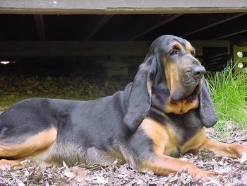 "Honey" Our matriarch AKA Am/Can Ch Button Bay Herns Blessing Am CD, RN, Am/Can MT, Can MTI, ABC Working Dog Hall of Fame, ABC Brood Bitch Hall of Fame