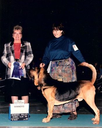 Am/Can Ch Witches Onyx MT, TDI The bloodhound that got me hooked on showing, obedience and therapy work.