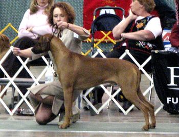 Themba is pictured above being shown by myself in the Bred By class in December 2007 in Cleveland, OH. He won his class that day and went on to take Best of Winners and a 5 point major.