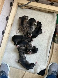 This picture is on the day they were born, Very large pups.