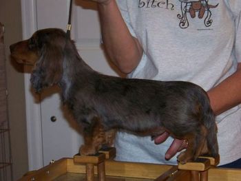 Pole-e at 14 weeks has shown us that he is one fantastic pup! Pole-e is Revvie's first CHAMPION at the young age of 8 MONTHS!!!!