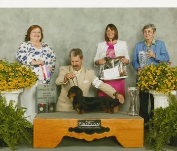 ROCKY WINNING BOS TO BOV AT THE SOONER DACHSHUND CLUB SPECIALTY FROM THE BREED-BY CLASS!! GREAT WIN:)) A 5 point major