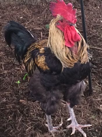 Love Roosters, just something about them, how they strut so proud like and i like that they are called "COCKS"