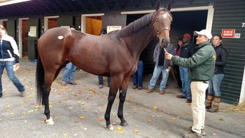 this 5 year old broodmare, irish sweepstakes, was one that caught our eye. brendan's friend purchased her. she is beautiful but not looking for mare to breed, looking for a Fast yearling that knows he's gonna be a great campaigner. then, we'll think about breeding, which, btw, is where the real monies is