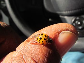 this saratogian lady heard i had a beetles on my car and wants to join the family. but i left her upstate