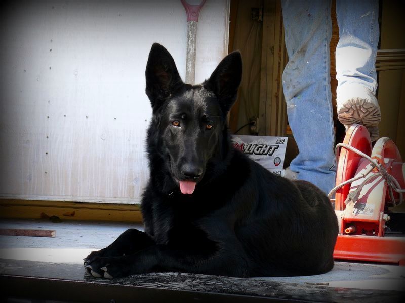 My 1st beauty "Harley"