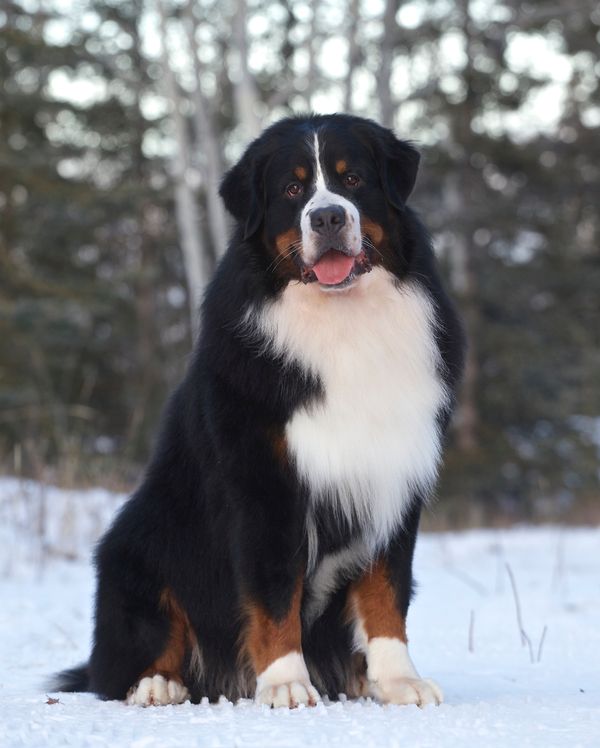 Gilbert 2.5 years old