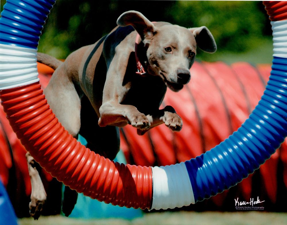 Uppie competing in agility