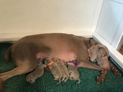 We are big puppies, all weighing at least a pound at birth.