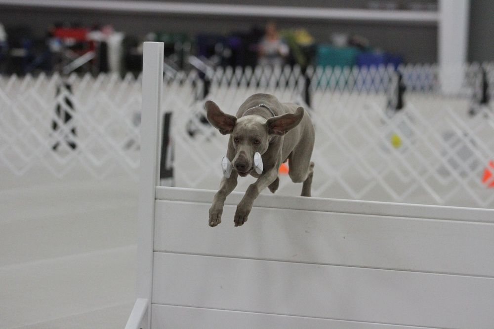 Teddy competing in Open obedience