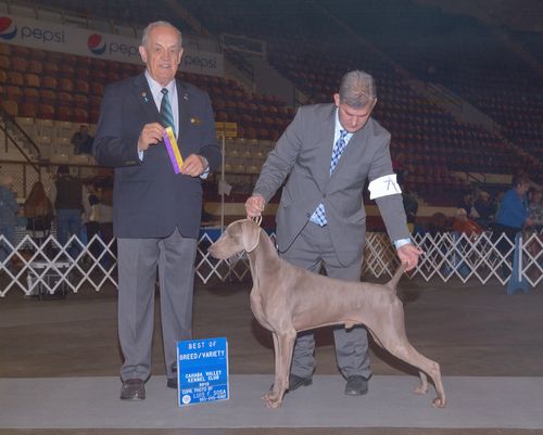 Teddy (GCH Bivins N Greywind Shoot For The Moon VCD2 RAE MX MXJ JH NSD VX-3)