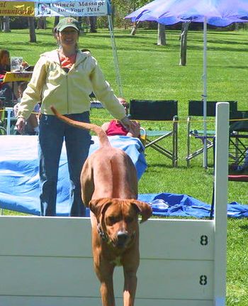 Ridgebacks are NOT reflexively obedient. Short, positive training sessions are best - coupled with a sense of humor!