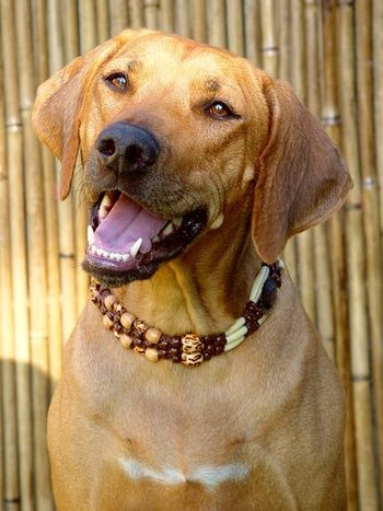 Hermani smiling for the camera - she's quite the camera hound (fancy collar courtesy of Gramma Pat Ottaway)