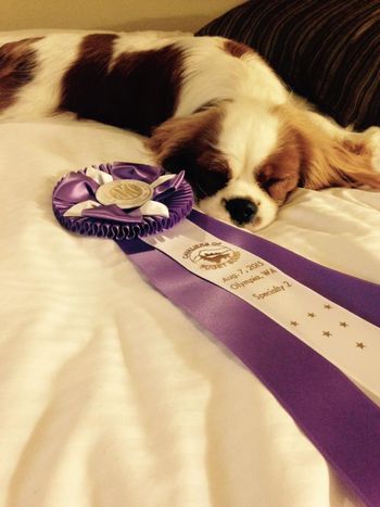 Resting with his ribbon after going Reserve Winners Dog at the Cavaliers of Puget Sound Specialty from the puppy class