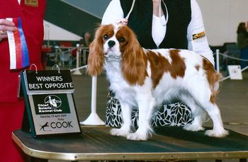 Bridgette's first points at one of her first shows, 13 months old. Winners Bitch & Best of Opposite under Judge Barbara Dempsey Alderman