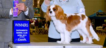Harley wins his first points at just 7 months old under judge Elliot Weiss. Breeder/owner/handled to this win.