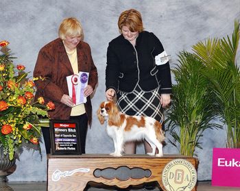Winners Bitch & Best of Opposite to finish her AKC Championship with a 4 point major at the Portland Rose City Classic. Expertly handled by Amy Rutherford.