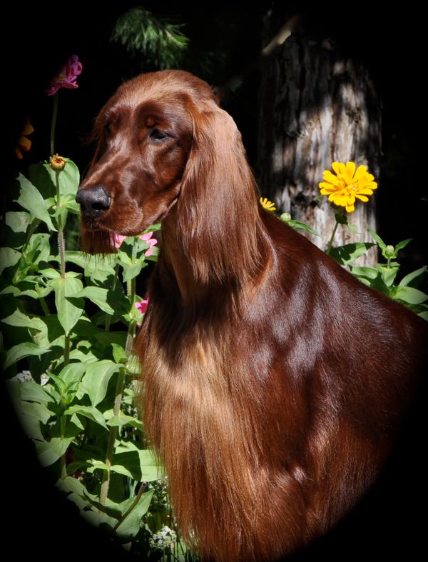 Penny at almost 2 years old.