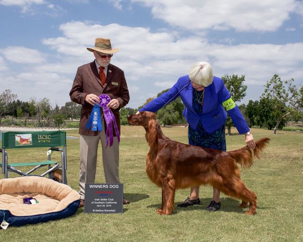 Bentley finishing his AKC Championship with WD at the Irish Setter Club Of Southern California at 14 months of age!!!
