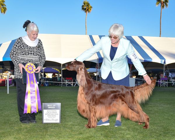 Bentley winning Best Of Breed at Southern California Sporting Dog Show in January 2019!!!