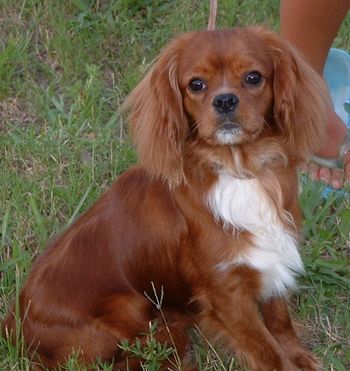 This is "Max". He has gone to his forever home with Jay & Fran in New Jersey. And will be loved to pieces.