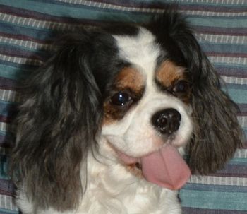 This is Lady Dotty of Buckingham, AKA, "Dotty-Dot" (10 yrs old). She was one of our retired girls and loved every minute of it. She loved to play with all the puppies-no matter how old or who's they were. Dotty had gone to her forever home with Suzie in Bonita Springs, Florida at the age of 10. She passed away this past August 2011 and will be greatly missed by Suzie and I. She was one of my original girls when I got into Cavaliers.