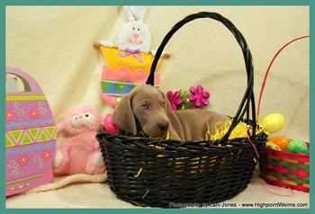 Turquoise boy is now home with his family, and known as Ollie. He lives with his human family, with 2 beautiful little girls of his own and a big Weim sister Gracie!