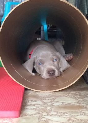 They love all the different objects provided, often times feeling safe enough to sleep in new environments.