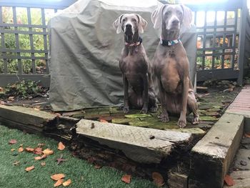 Rather ambitious!! Darcy and Stella (different Stella, I'm not sure if that's good or bad news! Lots of Stellas and they are all rotten!) ... giant termites!