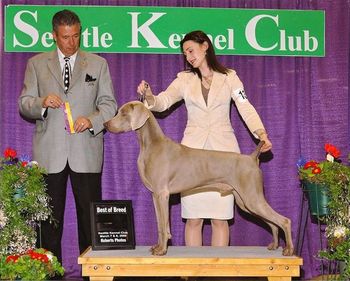 BEST OF BREED (both days) at the Seattle Kennel Club show March 2009 Judge: Mr. Bart Miller (shown) and Mrs Honey Glendinning Handler: Carmen Ruby 19 months of age