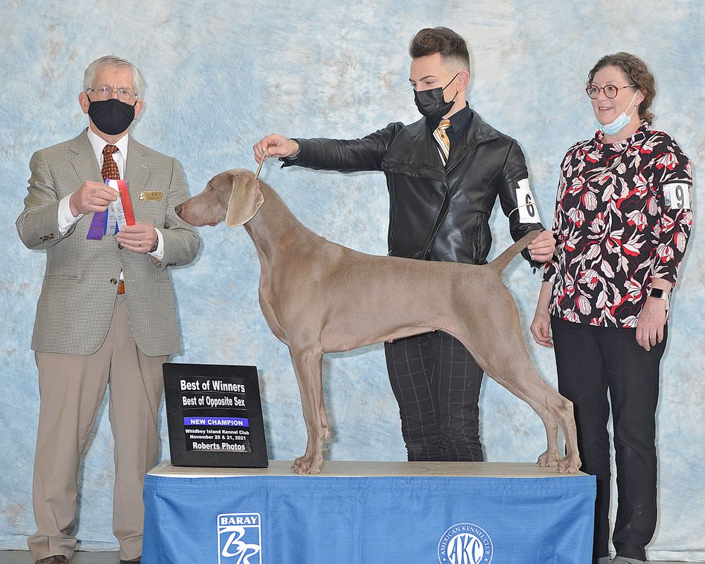 CH Highpoint's Have A Look At Me JH "Whenney" out of the Skeeter x Lhotse "HAVE" litter 2019.