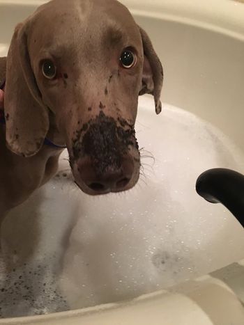 Lallie has decided mud bath and bubble baths are the perfect pairing. The backyard will require some 'help' after her piggy romp!
