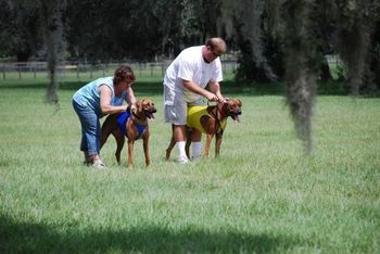 Esme and Finn, Sept. 09, getting ready to run! Esme earned her JC title and won Best of Breed that day! And Finn won Best of Breed the day before!