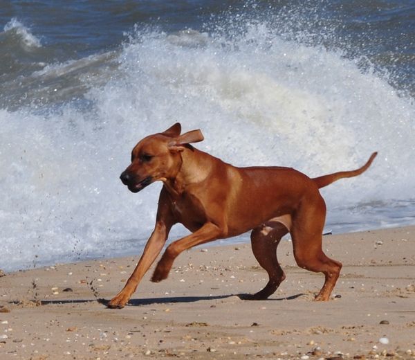 Kengali Rhodesian Ridgebacks