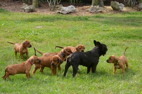 Bijoux is the BEST puppy wrangler around!