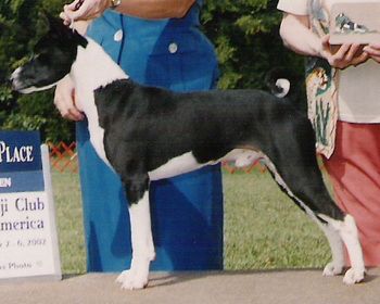 "Chance" Am. Can. Ch. Suddanly Bets Ona Lady's Man, SC, FCh. Father to TC, Lady, Chase, and grandfather to Bella, Sawyer, Chena and Piper. We expect great things out of these kids! Chance now lives in Alberta, Canada. He is producing Canadian champion offspring in the cold North! Good thing he gets to snuggle in bed every night to keep warm!