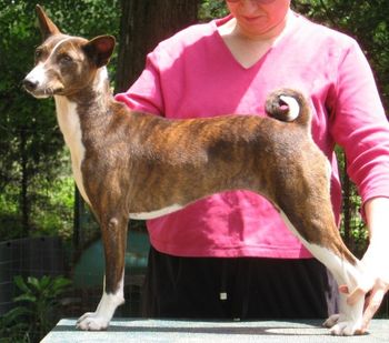 Flare, DC Suddanly Incandescent, FCh, SC When Flare finally matured, she finished her championship quickly with 3 majors. Flare is the daughter of Andy and Mercedes, Wrinkle's sister.
Once all her health tests are complete, Flare will be bred to Cori in 2014.