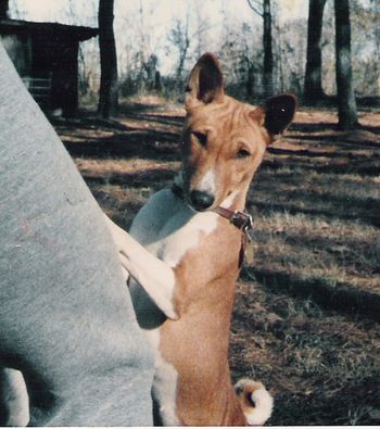 "Dance" Karah's Gae Legato, FCh, TT, CGC. My first basenji. Dance was trained in agility, tracking and obedience, too, but she did not care for titles. She would stop performing as soon as we got close to earning the title! She taught me so much. She died 2 weeks short of her 17th birthday and I'll always miss her.