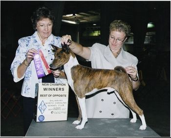 This is Andy, Australian BIS, RUBIS, Gr. Ch. American MBIF Dual Champion Suddanly On The Cover Of GQ, SC, ET. Andy went to Australia as a puppy. Shortly after getting out of quarantine, he became the first brindle Best In Show winner. He is also the only brindle to earn a royal challenge, so far. He has multiple group wins in Australia, and also earned his Endurance Dog title by completing a 10K. When he had done all he could do Down Under, at 7 1/2, he repatriated to the USA and started all over. In about 5 months he had earned his dual championship, in the ring and on the field, with 2 Best in Fields. Although now retired from the field, Andy will still run a course now and then to QC or certify a young runner. Andy's children: Sin, Nadra, Breeze, Sassafras, Eagle, and Red Hat, Flare and Wrinkle can be found in the ring and on the field. Andy is available to approved ladies. He will be 13 in December 2012, and is very healthy and active. Health clearances available on request. Direct tested Clear of Fanconis, hips done in Australia equivalent to an OFA Good. Eyes checked last year and still clear of anything. The opthamalogist could not believe that he was 12!
