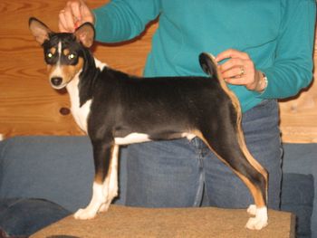 This is Gryphon, Suddanly Unleashed. Gryphon is 4 months in the picture. He is a Song x Mercedes son that I co-own with Christian Denklau.