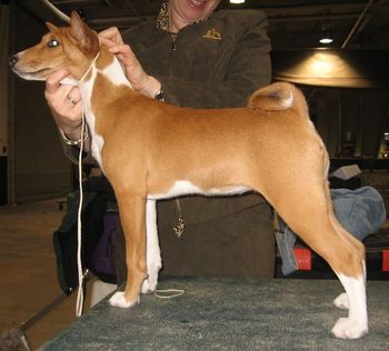 Welcome to Ginger, Suddanly Maggie's Moopuna Ehu Ginger, Red Hat and Viv's daughter. Ginger lives with her co-owners, Bill and Mary Sullivan and her dad, Red Hat. She has begun her show career and will begin coursing this Spring.