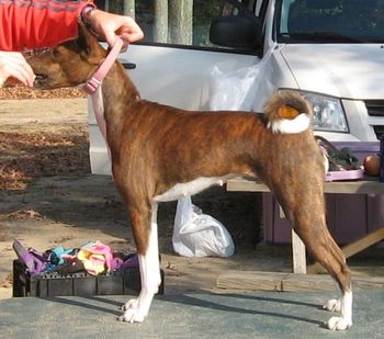 This is Nadra, Suddanly Wicked Fashionista. This princess recently decided to try her hand at coursing and is doing well. See more of her on Andy's page and under Recent Wins. Nadra lives with Dr. Susan Harbison and Shaun Barnes. She is Sin's sister out of Badu and Andy.