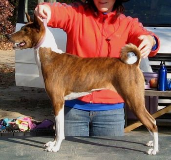 Suddanly Dreamcatcher, Badu, is the daughter of Teddy, DC Sunbird Suddanly Stetson,FCh, SC. Her mother is Red, Suddanly Don'tworrybehappy, Andy's sister. Badu is Sin and Nadra's mother and lives wth her owners, Dr. Susan Harbison and Sean Barnes.