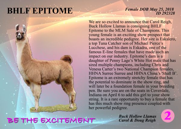 CAROL REIGH & DOUG REIGH . BUCK HOLLOW LLAMAS . 409 BUCK HOLLOW RD . BIRDSBORO, PA 19508 .
610-582-9051 . CAROL@BUCKHOLLOWLLAMAS.COM .
WWW.BUCKHOLLOWLLAMAS.COM
$7,000 sold to Pam Campbell, PA