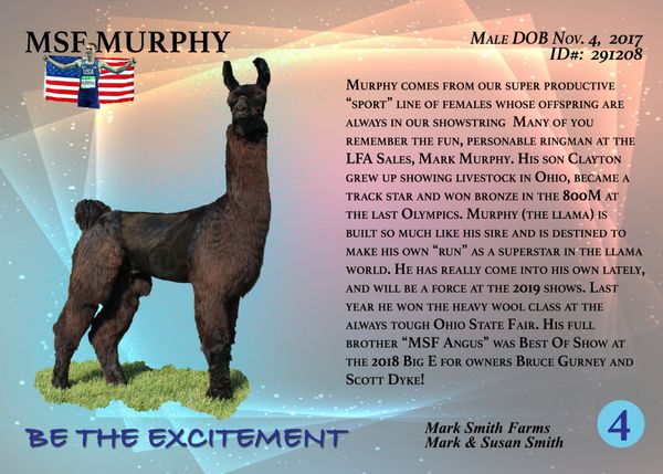 MARK SMITH FAMILY . MARK SMITH FARMS
1925 E 800 N . CRAWFORDSVILLE, IN 47933
765-918-1976 . MSFLLAMA@GMAIL.COM . WWW.MARKSMITHFARMS.COM
$4,000 sold to Ira Perry & Jane Sayre, OH
