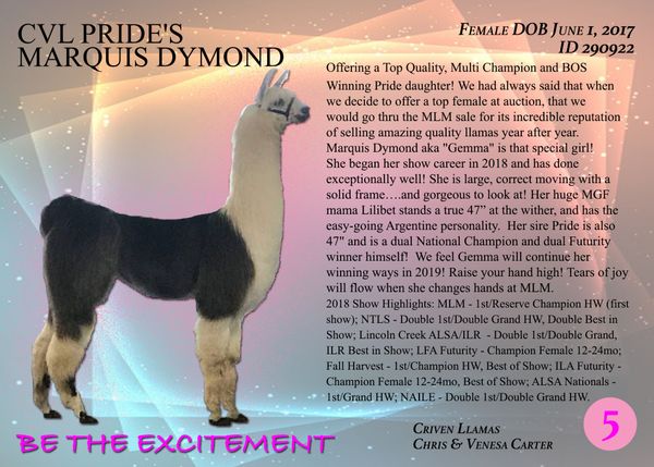 CHRIS & VENESA CARTER . CRIVEN LLAMAS . 3735 MEYERS HOLLOW RD . MARSHFIELD, MO 65706
417 425 3159 . CARTERARAB@AOL.COM . WWW.CRIVENLLAMAFARM.COM
$14,500 sold to Steve Fritz & Michael West